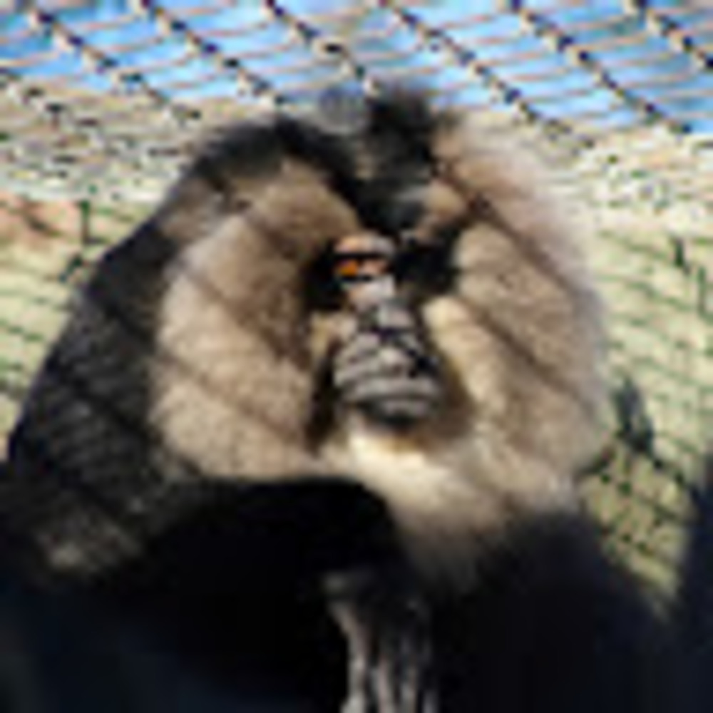 Meet your Posher, Vancampc